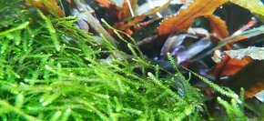 Mach do akvária - Creeping moss (Vesicularia sp.)