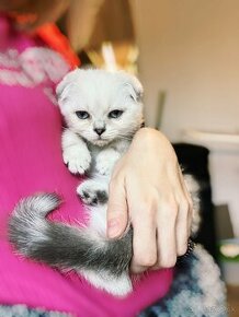 Scottish Fold / Škótske Klapouché mačiatká s PP