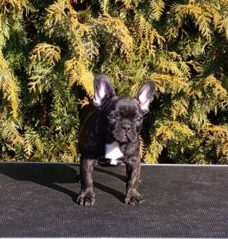 French bulldog/ francúzsky buldoček s PP