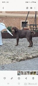 Labradorský retriever