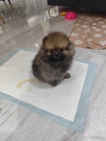 Predám mini pomeranian