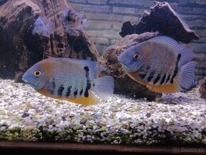 Heros severum