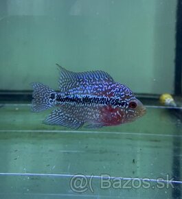 Flowerhorn Super Red Dragon