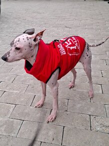 Americký bezsrstý teriér - American Hairless Terrier s PP