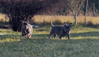 American Bully pocket