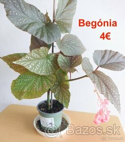 Begonia, fikus, čísnka ruža