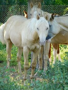 Paint horse valach, vynimocnej povahu a farby