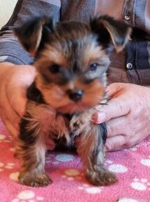 Yorkshire terrier s PP