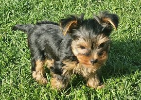 Yorkshire terrier s PP