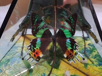 Motyl Urania Ripheus