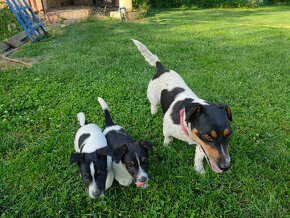 Jack Russel terier ( Opravene cislo mobilu)