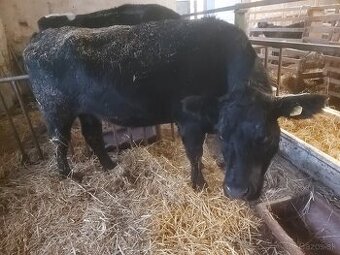 aberdeen angus