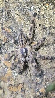 POECILOTHERIA SUBFUSCA LOWLAND - 1