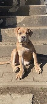 Cane Corso s PP