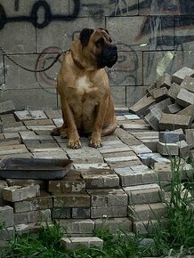 Cane corso