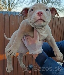 J&K bullys "ponúkame na predaj American bully pocket