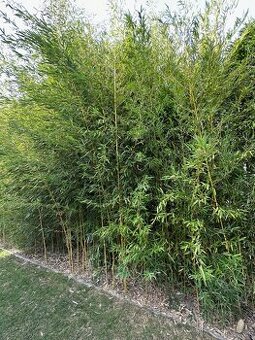 Predám bambus phyllostachys výška pri prevzatí 2,5 - 4 m