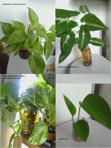 Odrezky rastlin II