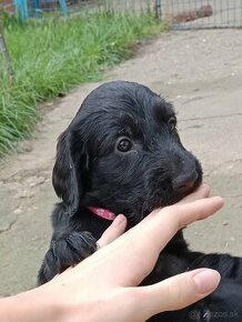 Flat coated retriever s PP