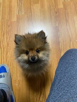 Pomeranian, nemecký trpasličí špic