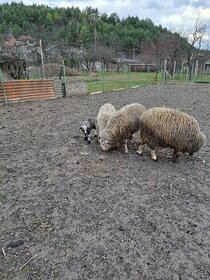 Predam ovce ovcaa 2male 200e baran kus100e - 1