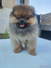 Pomeranian