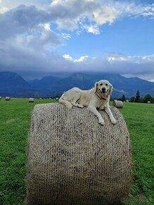 Zlatý retriever krytie