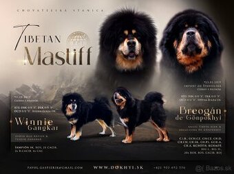 Tibetská doga (Tibetan Mastiff)