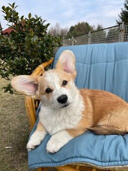 Corgi