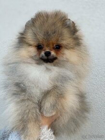 Pomeranian s FCI