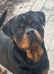 Rotvajler/ Rottweiler