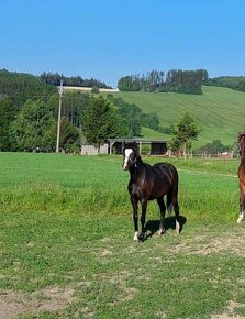 Klisna welsh pony B - 1