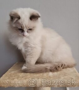 Ragdoll