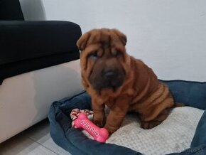 ⭐️SHAR-PEI šteniatko