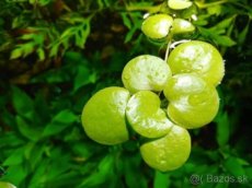 Akvarijni rostlina Limnobium spongia