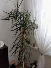 Dracena - 1