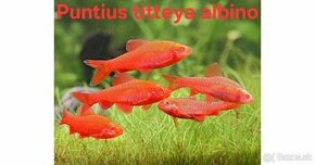 Mrenky - Puntius titteya albino red