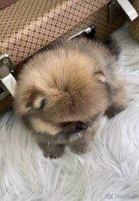 Pomeranian mini