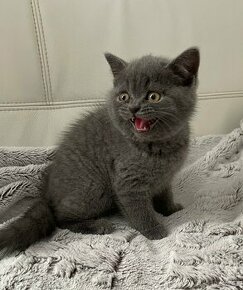 Škótska klapouchá mačka scottish fold-straight mačiatka