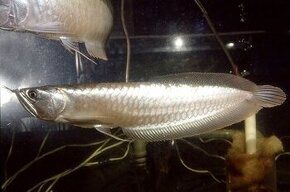 arowana silver 30cm