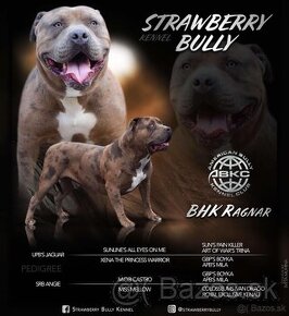 Krytí American bully XL