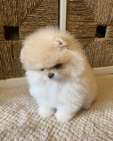 Pomeranian mini cream