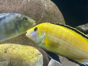 Labidochromis yelow