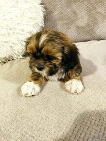 Lhasa Apso šteňiatka (lasa apso, hasa apso)