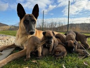 Belgický ovčiak malinois šteniatka