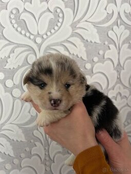 Welsh Blue Merle Corgi šteniatka