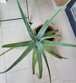 Aloe vera