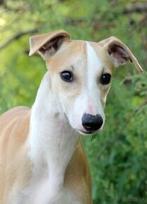 Vipet / Whippet - 1