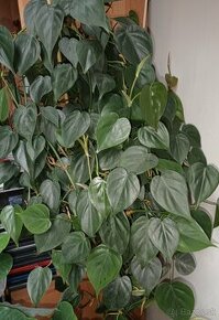 Philodendron - 1