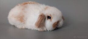 Maličký Mini Lop Paxly